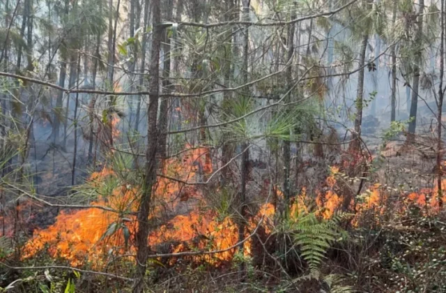 Un incendio forestal de gran magnitud avanza en la Sierra de Bahoruco